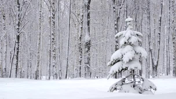 Kışın ormanda kar yağışı, kar yağarken yumuşak karlı bir Noel sabahı. — Stok video
