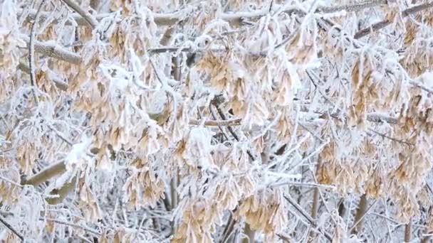 Chute de neige en hiver dans la forêt. Branches couvertes de neige balancent dans le vent — Video