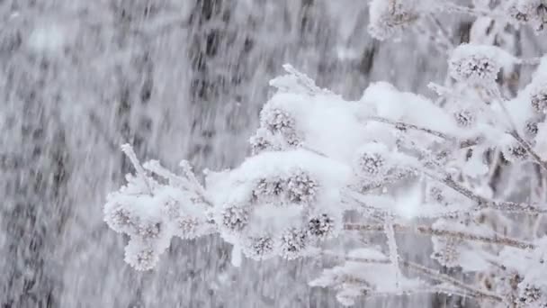 Οι χιονοπτώσεις το χειμώνα στο δάσος. Κλαδιά καλυμμένα με χιόνι ταλάντωση του ανέμου — Αρχείο Βίντεο