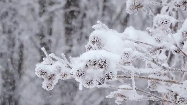 Nieve en invierno en el bosque. Ramas cubiertas de nieve se balancean en el viento — Vídeo de stock