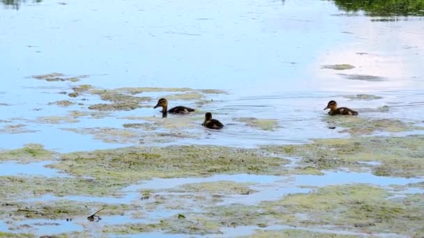 Enten und Entchen schwimmen in freier Wildbahn im Wasser, Stockenten im Sumpf — Stockvideo