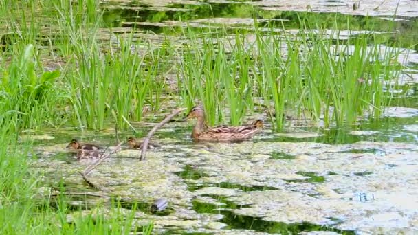 Kachny a káčátka plavání ve vodě v divoký, divoká kachna v bažinách — Stock video