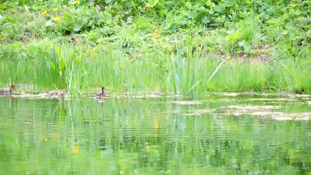 Canetons nageant dans l'eau à l'état sauvage, colvert dans le marais — Video