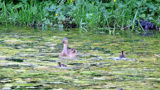 Patos y patos nadando en el agua en la naturaleza, ánades reales en el pantano — Vídeos de Stock
