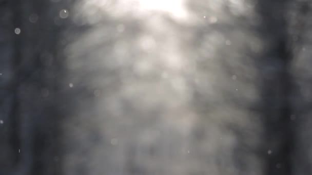 Chute de neige en hiver dans la forêt, matin de Noël enneigé doux avec chute de neige