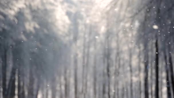 Snowfall in winter in the forest, soft snowy christmas morning with falling snow — Stock Video