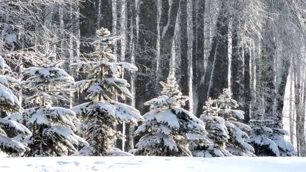 Cachoeira de neve no inverno na floresta, suave manhã de Natal nevado com neve caindo — Vídeo de Stock
