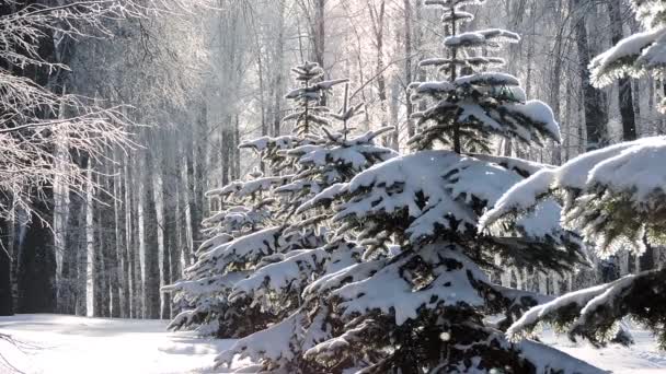 Nevadas en invierno en el bosque, suave mañana de Navidad nevada con nieve cayendo — Vídeos de Stock