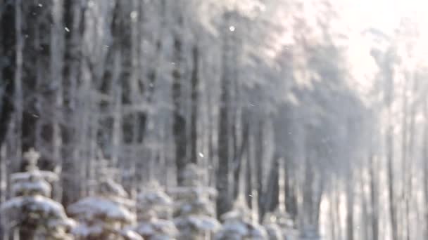 Snowfall zimą w lesie, miękki śnieżny poranek Bożego Narodzenia z opadającym śniegiem — Wideo stockowe