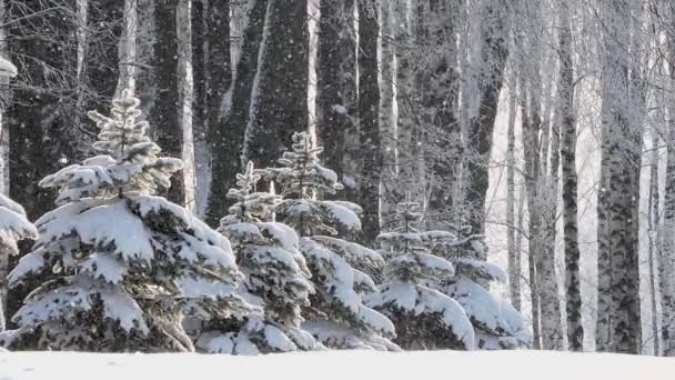 Nevicate in inverno nella foresta, morbida mattina di Natale innevata con neve che cade — Video Stock