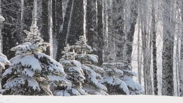 Cachoeira de neve no inverno na floresta, suave manhã de Natal nevado com neve caindo — Vídeo de Stock