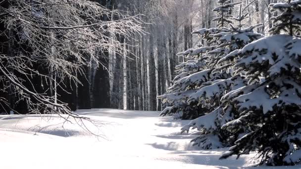 Nevicate in inverno nella foresta, morbida mattina di Natale innevata con neve che cade — Video Stock