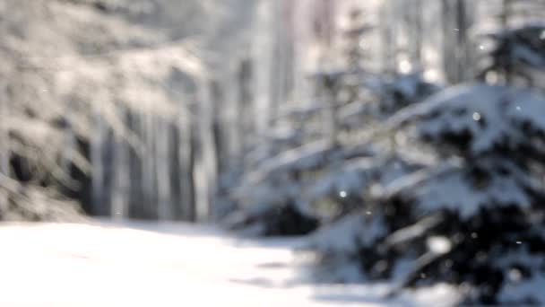 Snöfall på vintern i skogen, mjuk snöig jul morgon med fallande snö — Stockvideo