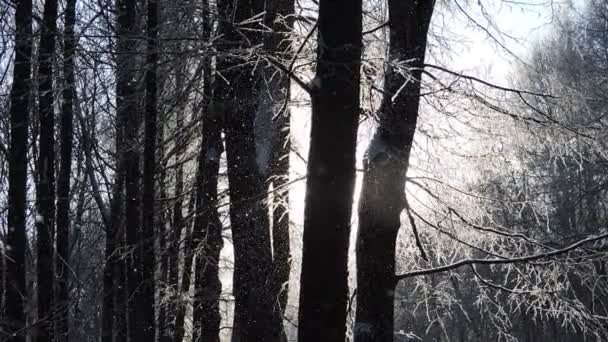 Sneeuw in de winter in het bos, zachte besneeuwde kerstochtend met vallende sneeuw — Stockvideo