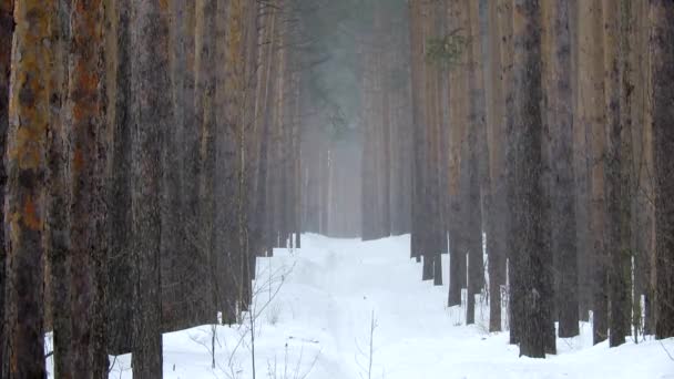 Cachoeira de neve no inverno na floresta, suave manhã de Natal nevado com neve caindo — Vídeo de Stock