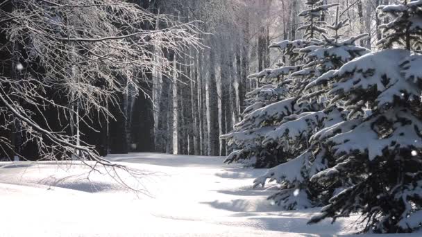 Snowfall zimą w lesie, miękki śnieżny poranek Bożego Narodzenia z opadającym śniegiem — Wideo stockowe