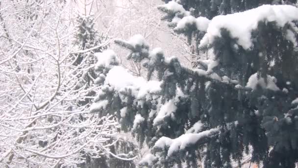 Schneefall im Winter im Wald, weicher, verschneiter Weihnachtsmorgen mit fallendem Schnee — Stockvideo