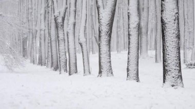 Kışın ormanda kar yağışı, kar yağarken yumuşak karlı bir Noel sabahı.