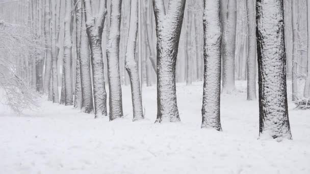 Snowfall zimą w lesie, miękki śnieżny poranek Bożego Narodzenia z opadającym śniegiem — Wideo stockowe