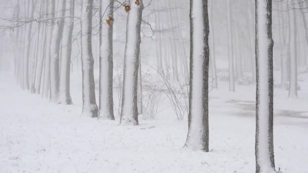 冬天的降雪，在森林里，柔和的雪天早晨，下着雪 — 图库视频影像