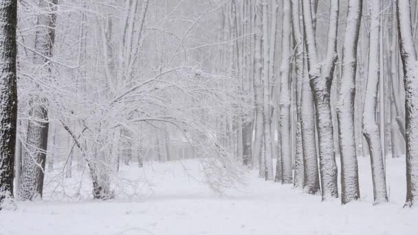 冬天的降雪 在森林里 柔和的雪天早晨 下着雪 — 图库视频影像