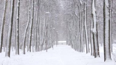 Kışın ormanda kar yağışı, kar yağarken yumuşak karlı bir Noel sabahı.
