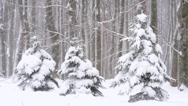Снегопад зимой в лесу, мягкое снежное утро с выпадением снега — стоковое видео