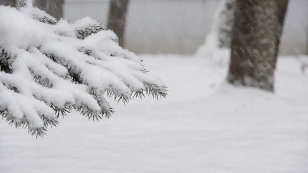 Chute Neige Hiver Dans Forêt Balancement Branche Sapin Dans Vent — Video