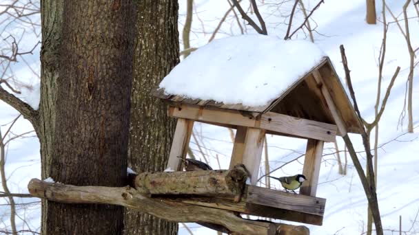 Vögel fressen Samen und Beeren vom Futterhäuschen, Schneefall, Überleben im Winter, Fütterung von Vögeln — Stockvideo