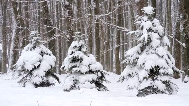 Sneeuw in de winter in het bos, zachte besneeuwde kerstochtend met vallende sneeuw — Stockvideo