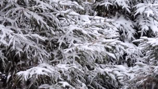 冬天的降雪，在森林里，柔和的雪天早晨，下着雪 — 图库视频影像