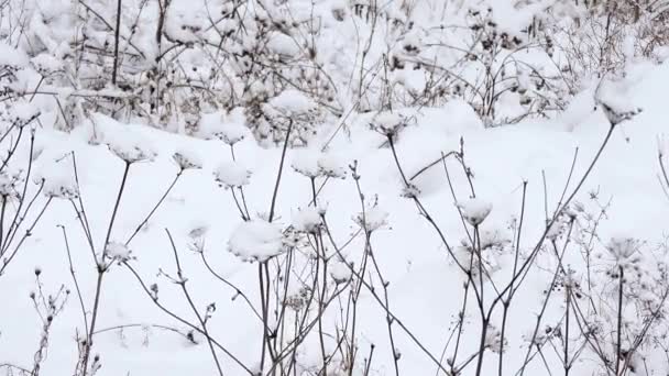 街の冬の雪、雪の降る柔らかい雪のクリスマスの朝 — ストック動画