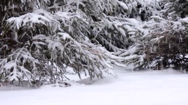 Cachoeira de neve no inverno na floresta, suave manhã de Natal nevado com neve caindo — Vídeo de Stock