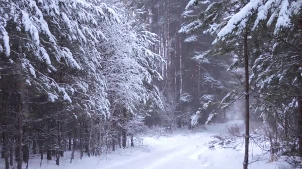 冬天的降雪，在森林里，柔和的雪天早晨，下着雪 — 图库视频影像