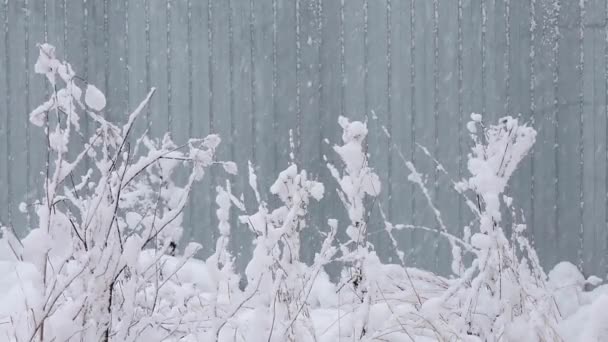 Chute de neige en hiver dans la ville, matin de Noël enneigé doux avec chute de neige — Video