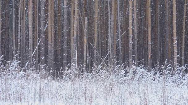 Nevadas en invierno en el bosque, suave mañana de Navidad nevada con nieve cayendo — Vídeos de Stock