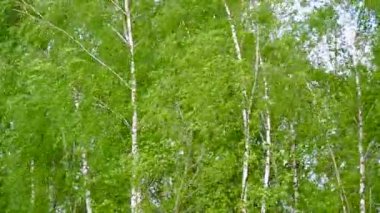 Genç yeşil yapraklı birçok huş ağacı güçlü bir rüzgarda gelişir, rüzgar genç ağaçları sallar ve dalları büker..