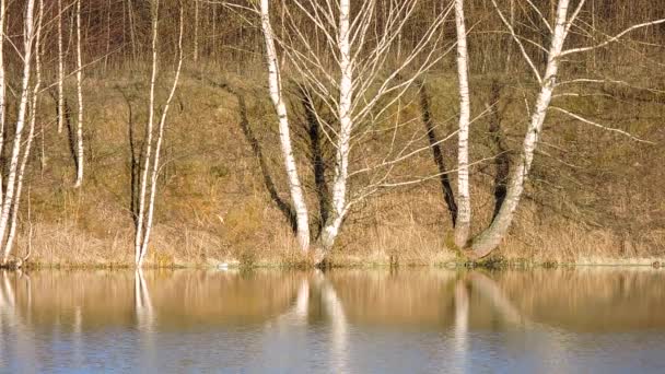 Björkar speglas i vattnet i sjön, ån, bäcken vid solnedgången eller gryningen. Reflektion av träd i vattnet. — Stockvideo