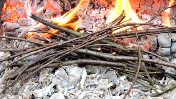 De minces branches d'arbres reposent sur des charbons chauds et s'allument dans une flamme rouge, puis se transforment en cendres. Les charbons dans le feu . — Video