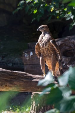 Ağaçta duran kartal