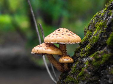 Zehirli mantar eski ağaç üzerinde