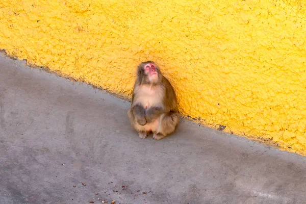 Um macaco num jardim zoológico — Fotografia de Stock