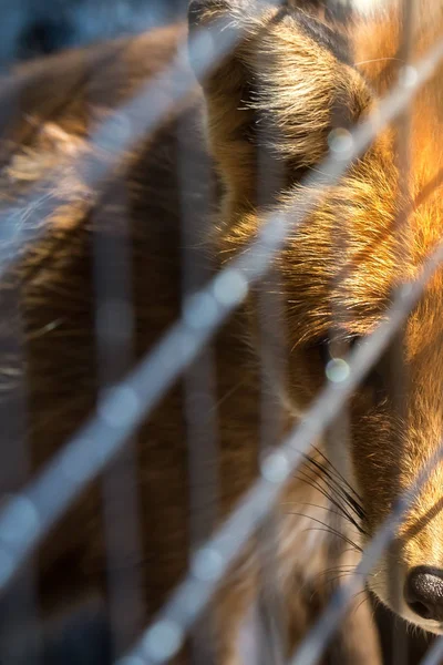 Raposa na gaiola do zoológico — Fotografia de Stock