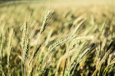 Tahıllar, yaz saati alanıyla.