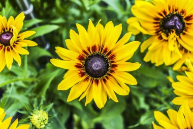 Kahverengi orta ile sarı çiçek