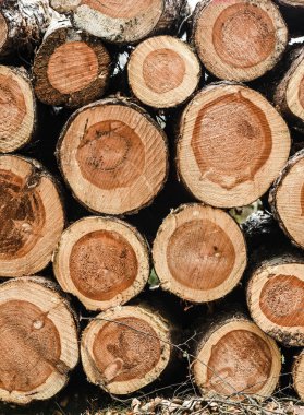 Ormanda yığılı ahşap