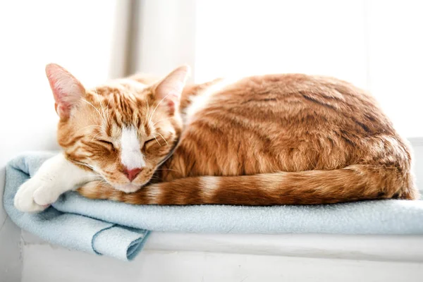 Red domestic cat sleeping — Stock Photo, Image