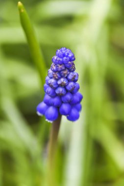 Muscari başkanı Bahçe, bahar zaman çiçek.