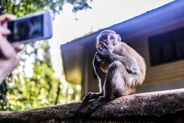 Eating monkey being photographed by smartphone, Thailand