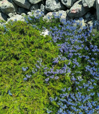 Kayalıklara karşı iki renkli yemyeşil bir halı.